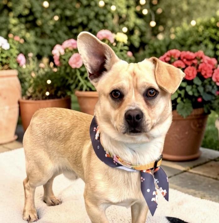 Enlarge Chester, a Adoptable mixed breed in Perry, IA image 6/6