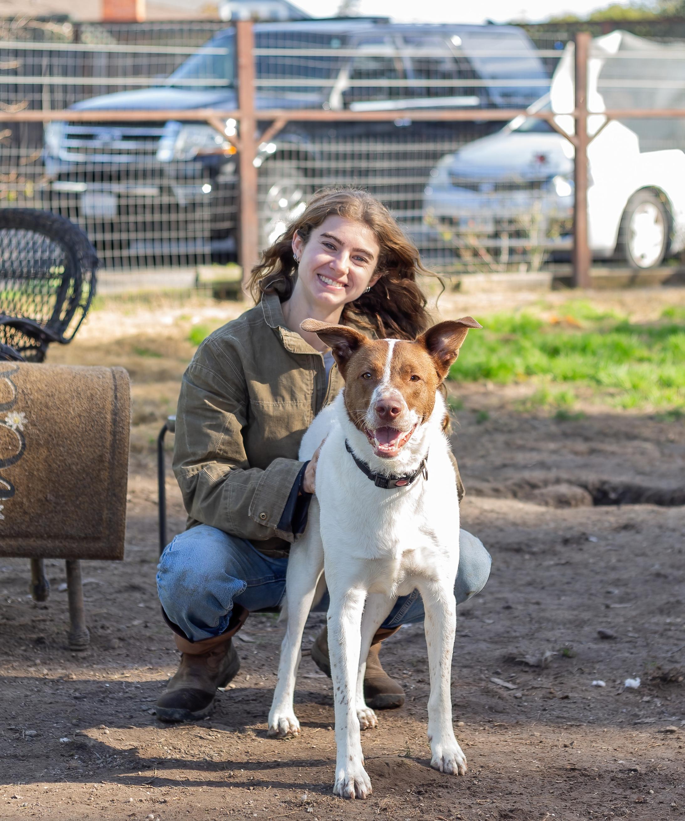 Enlarge Otis, a ADOPTABLE mixed breed in Petaluma, CA image 3/4