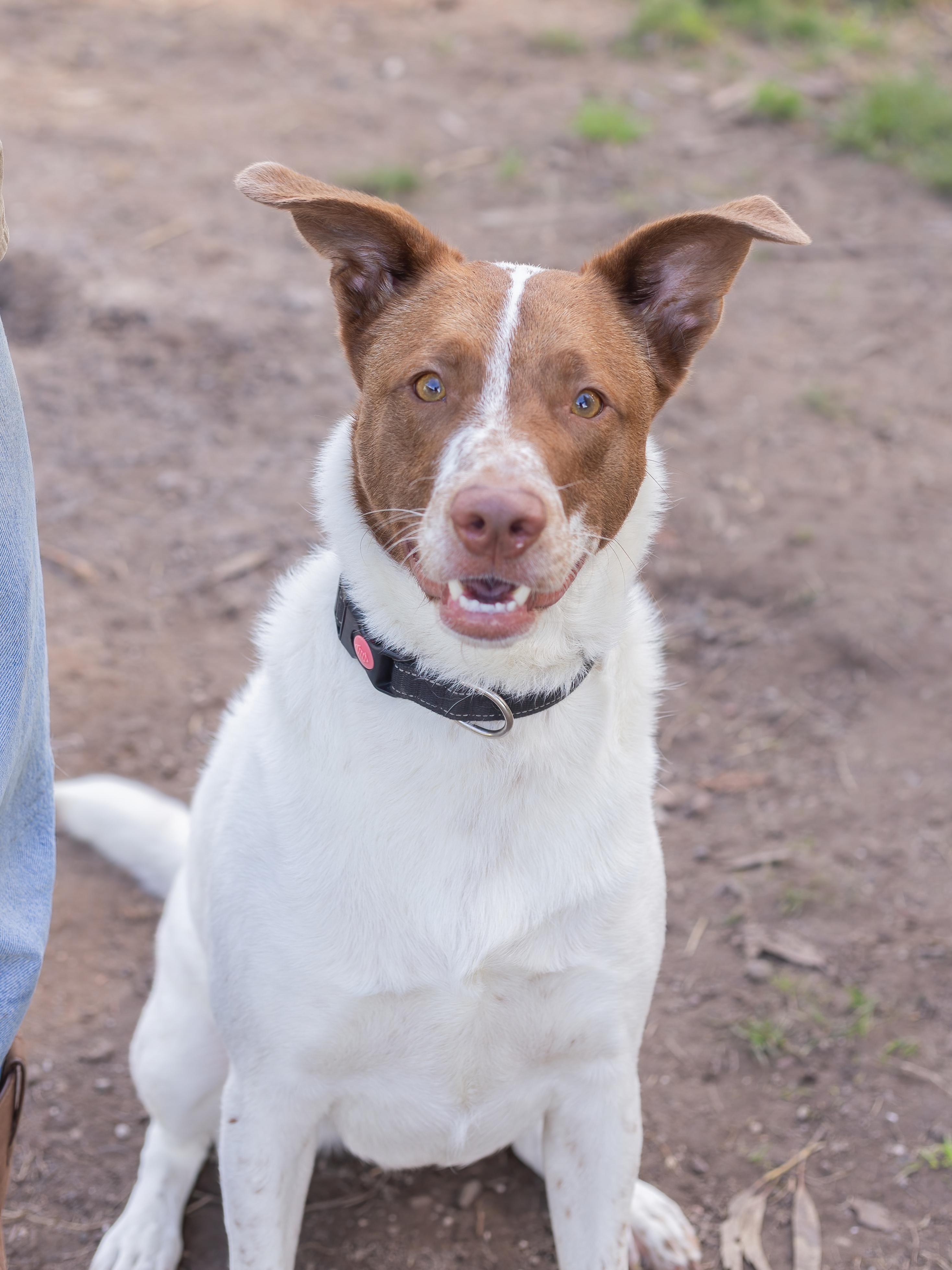 Enlarge Otis, a ADOPTABLE mixed breed in Petaluma, CA image 2/4