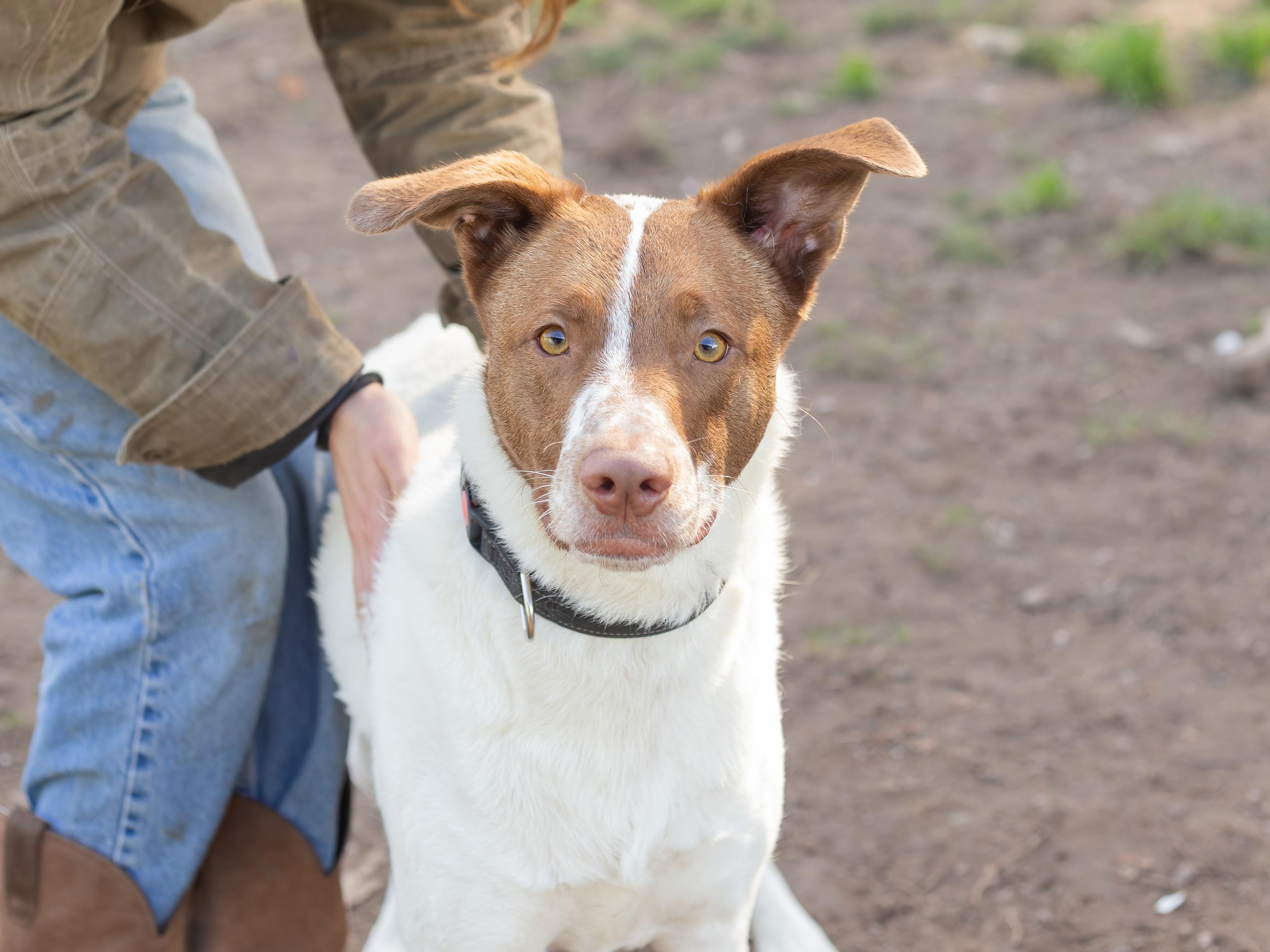 Enlarge Otis, a ADOPTABLE mixed breed in Petaluma, CA image 4/4