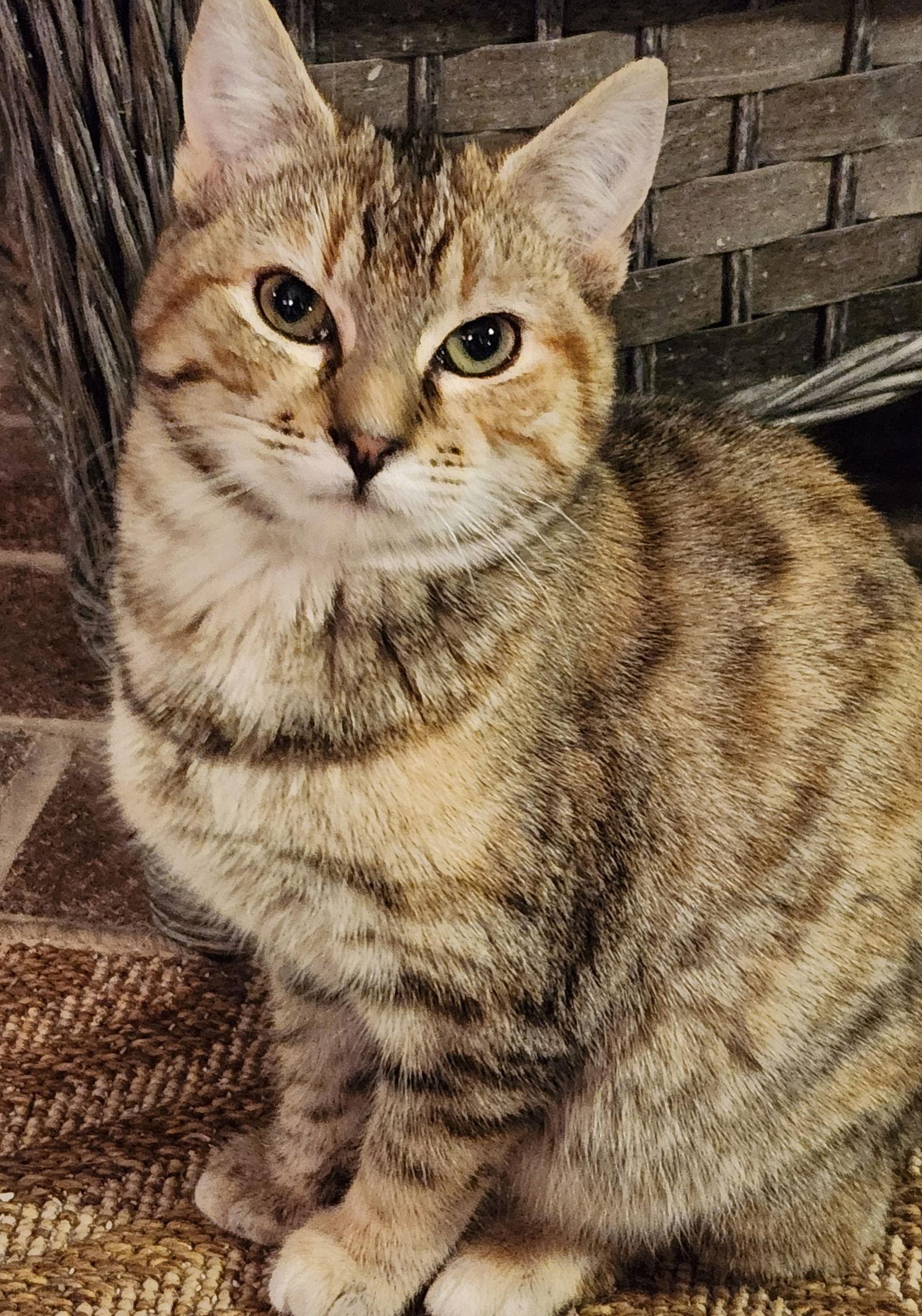 Enlarge Colby  (25-130), a Adoptable Domestic Short Hair in Ocean Pines, MD image 1/2