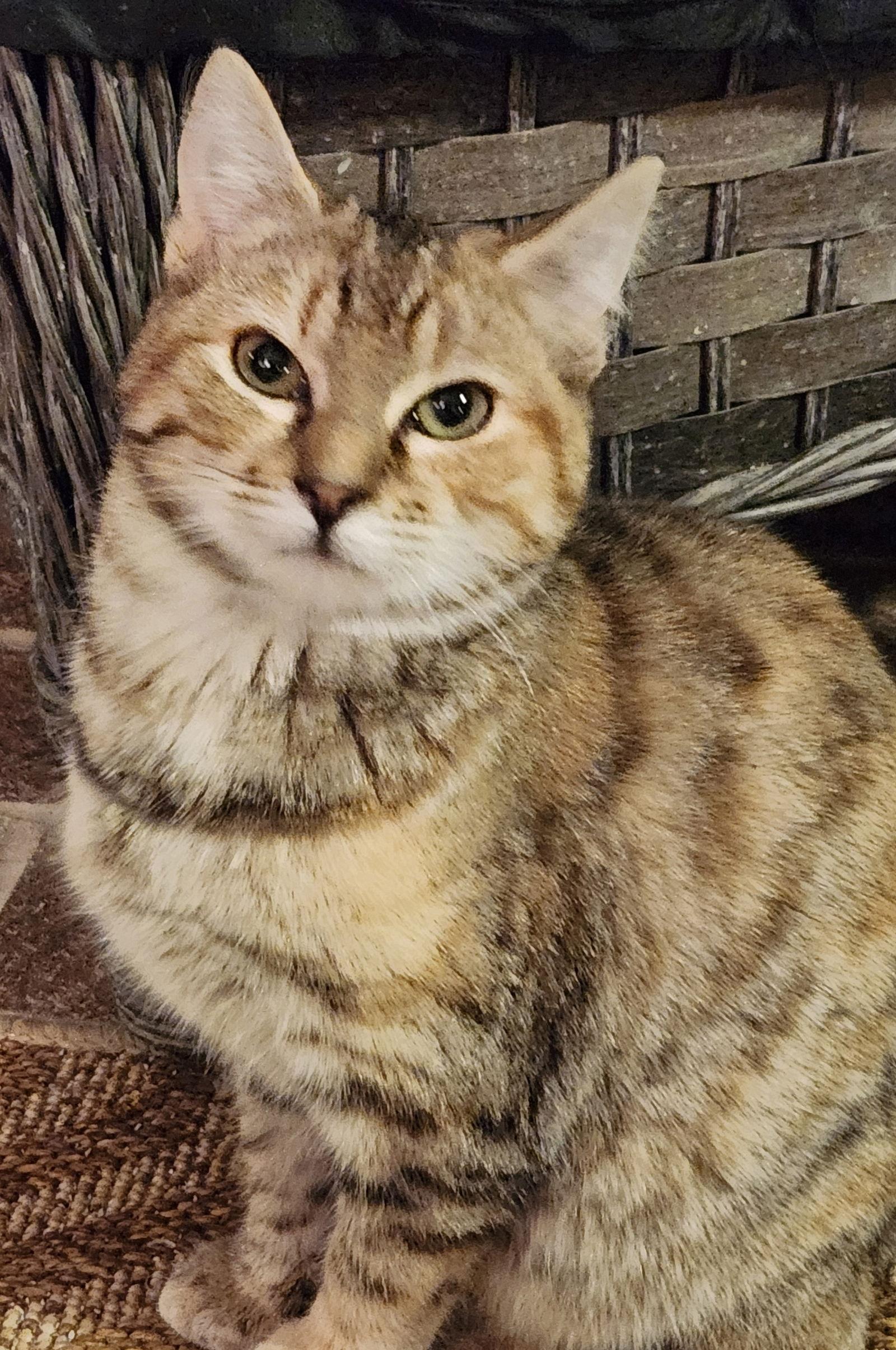 Enlarge Colby  (25-130), a Adoptable Domestic Short Hair in Ocean Pines, MD image 2/2