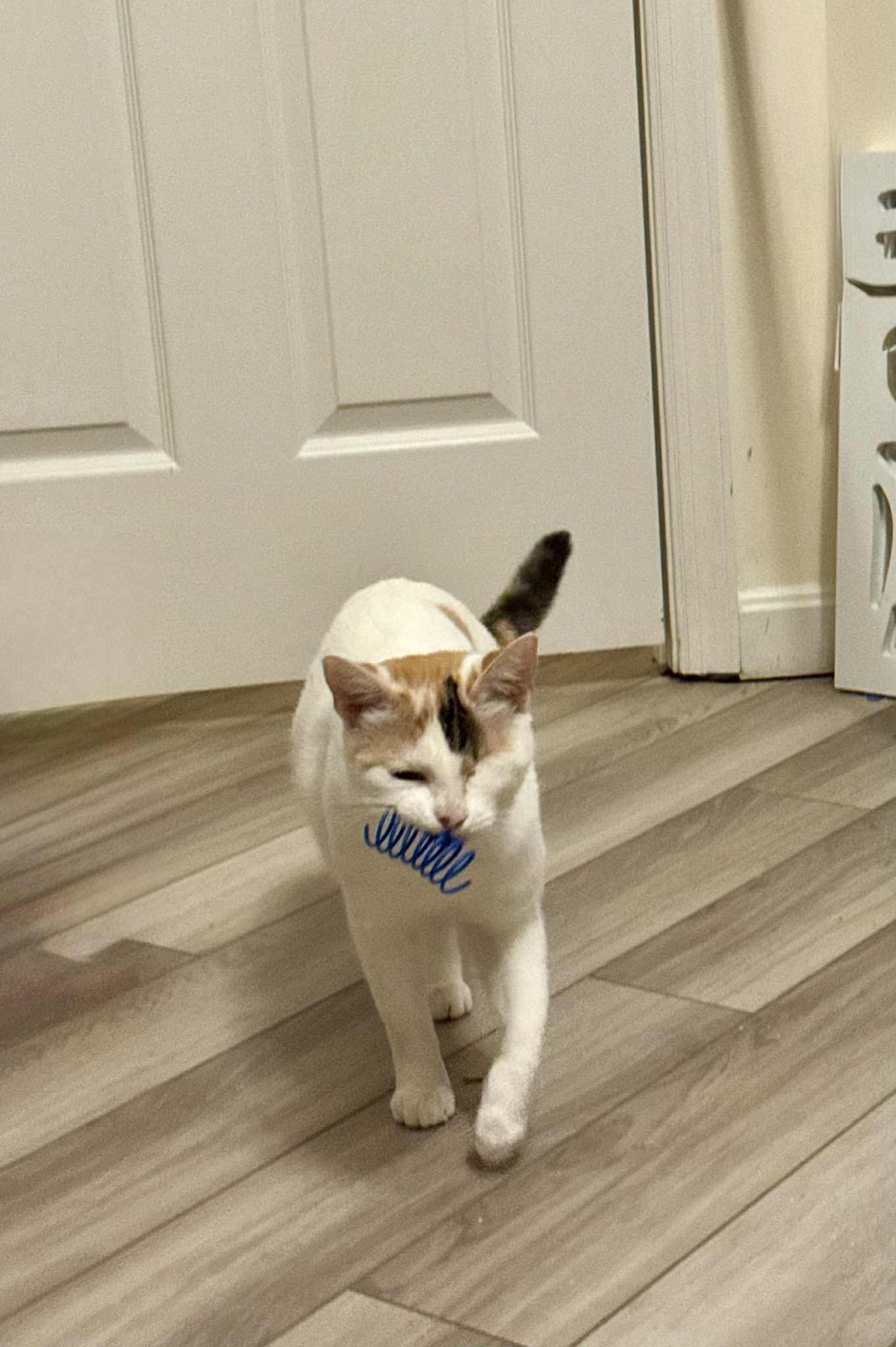 Possum, a Adoptable Domestic Short Hair in Manchester, MD image 2/2