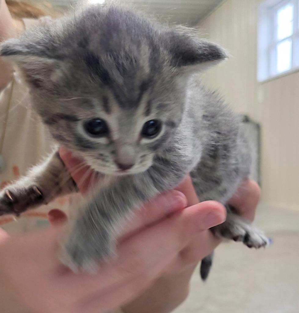 Vega, Adopted, Kitten Female Domestic Short Hair.