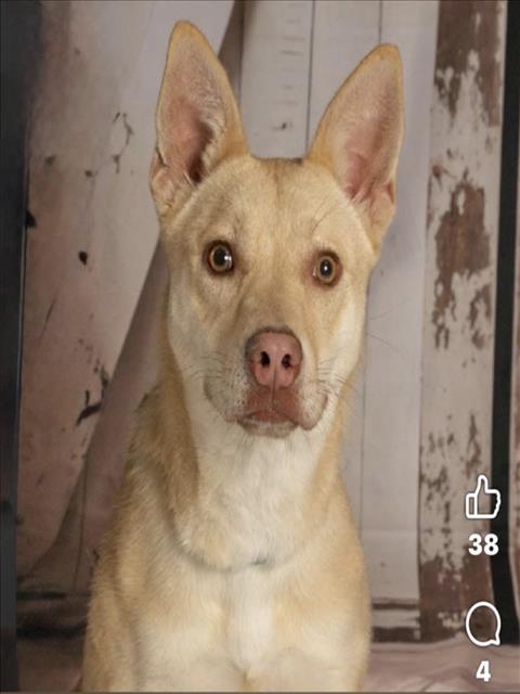 FREYA, Adoptable, Young Female Siberian Husky & German Shepherd Dog.