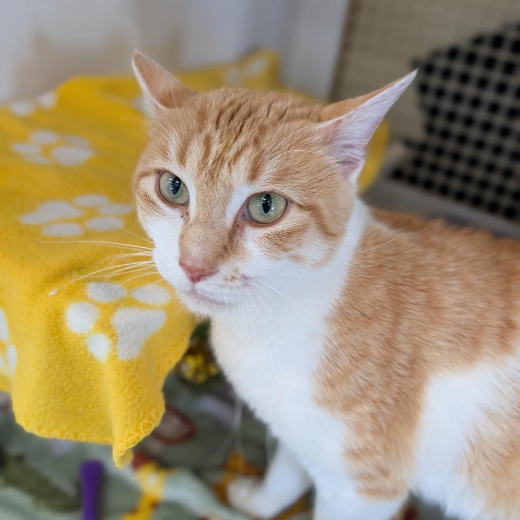 Enlarge Mackenzie, an adopted Domestic Short Hair in Cape Girardeau, MO image 3/5