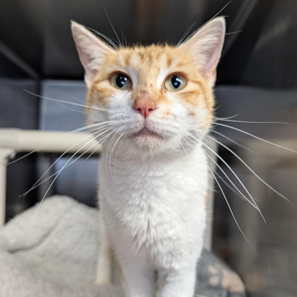 Enlarge Mackenzie, an adopted Domestic Short Hair in Cape Girardeau, MO image 2/5