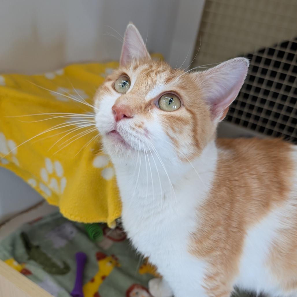 Enlarge Mackenzie, an adopted Domestic Short Hair in Cape Girardeau, MO image 1/5