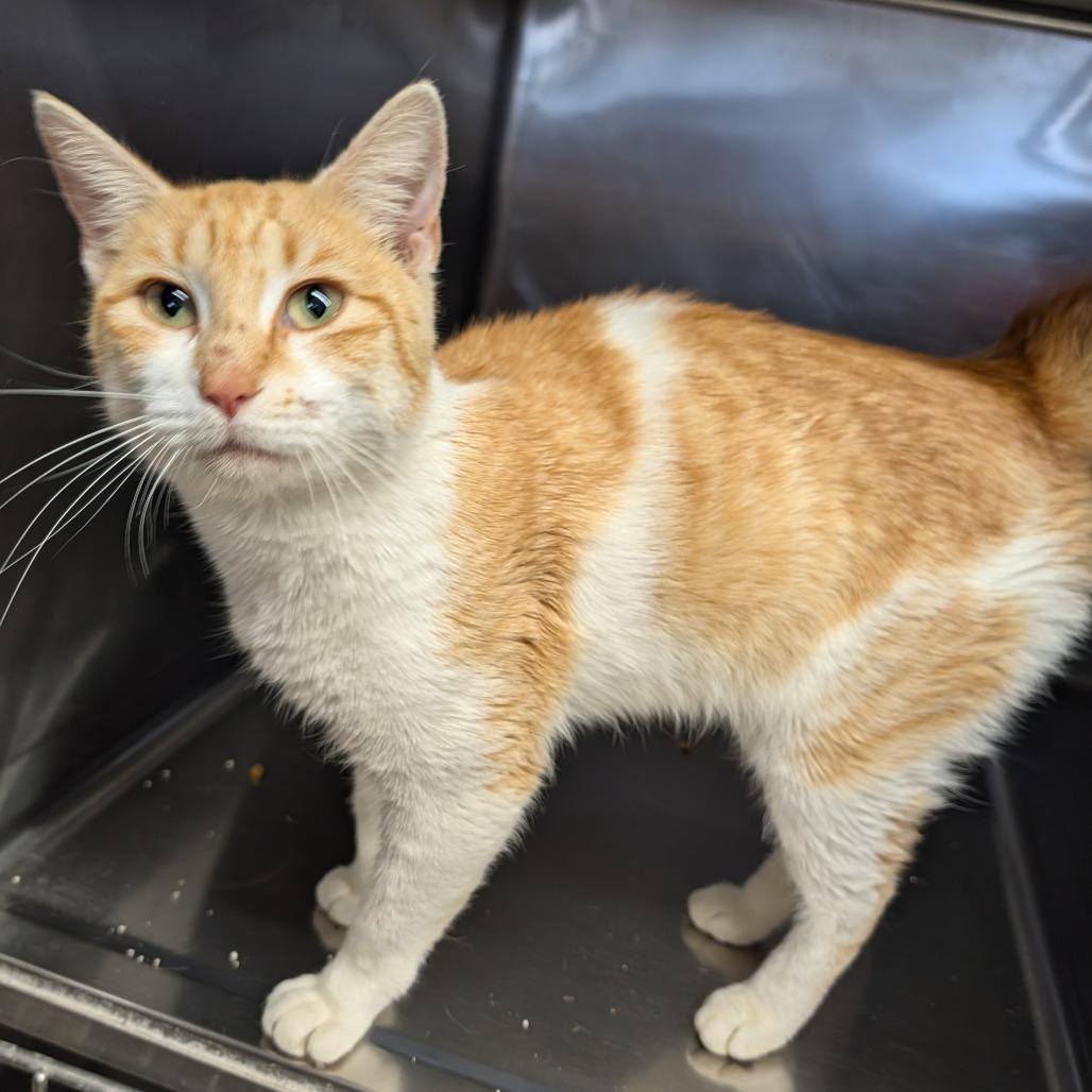 Enlarge Mackenzie, an adopted Domestic Short Hair in Cape Girardeau, MO image 4/5