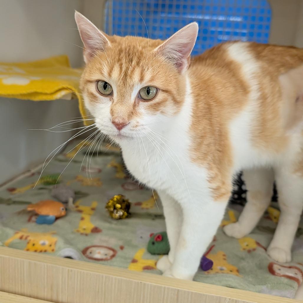 Enlarge Mackenzie, an adopted Domestic Short Hair in Cape Girardeau, MO image 5/5