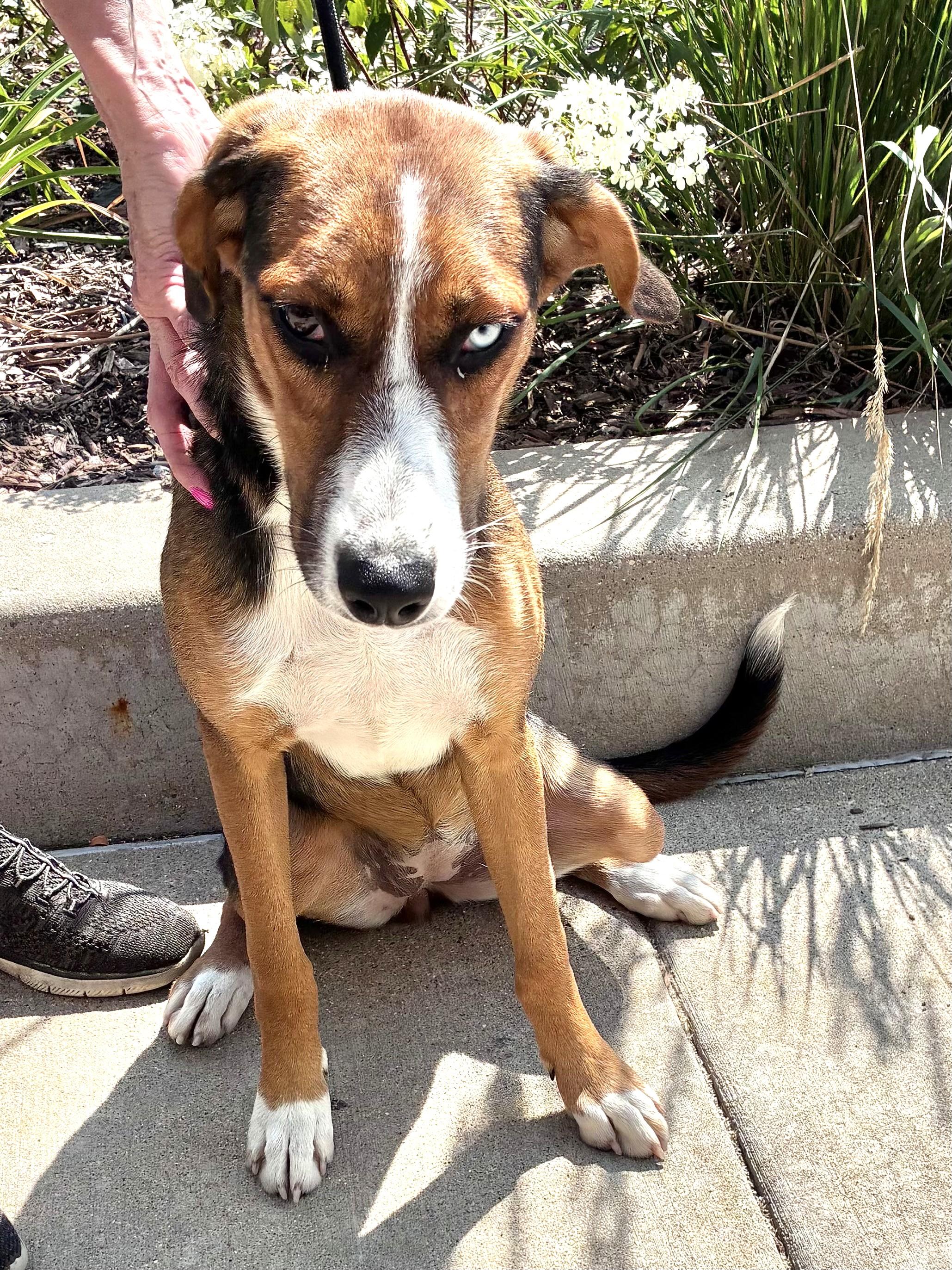 Enlarge Maglyn, a Adoptable mixed breed in West Chicago, IL image 1/3