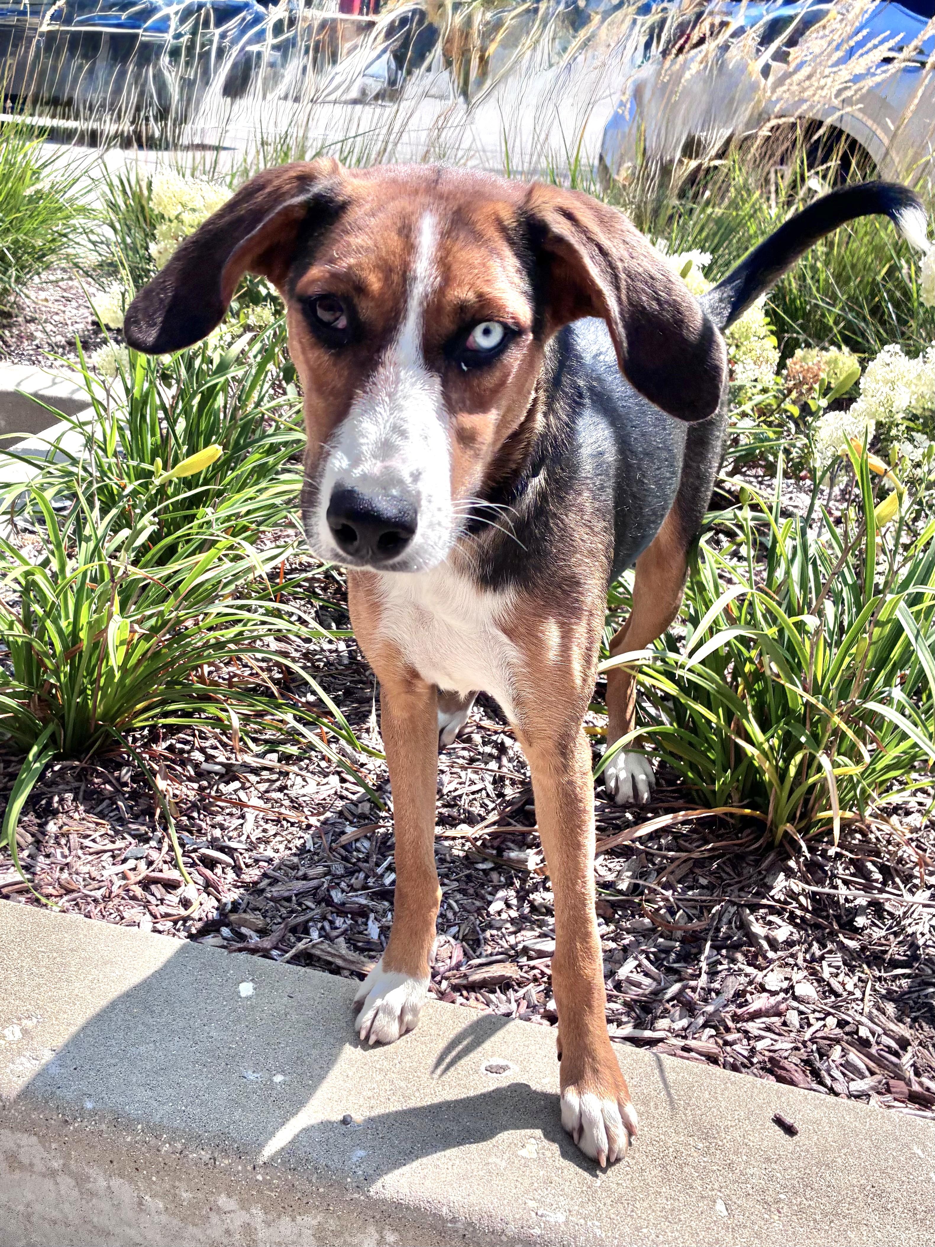 Enlarge Maglyn, a Adoptable mixed breed in West Chicago, IL image 2/3