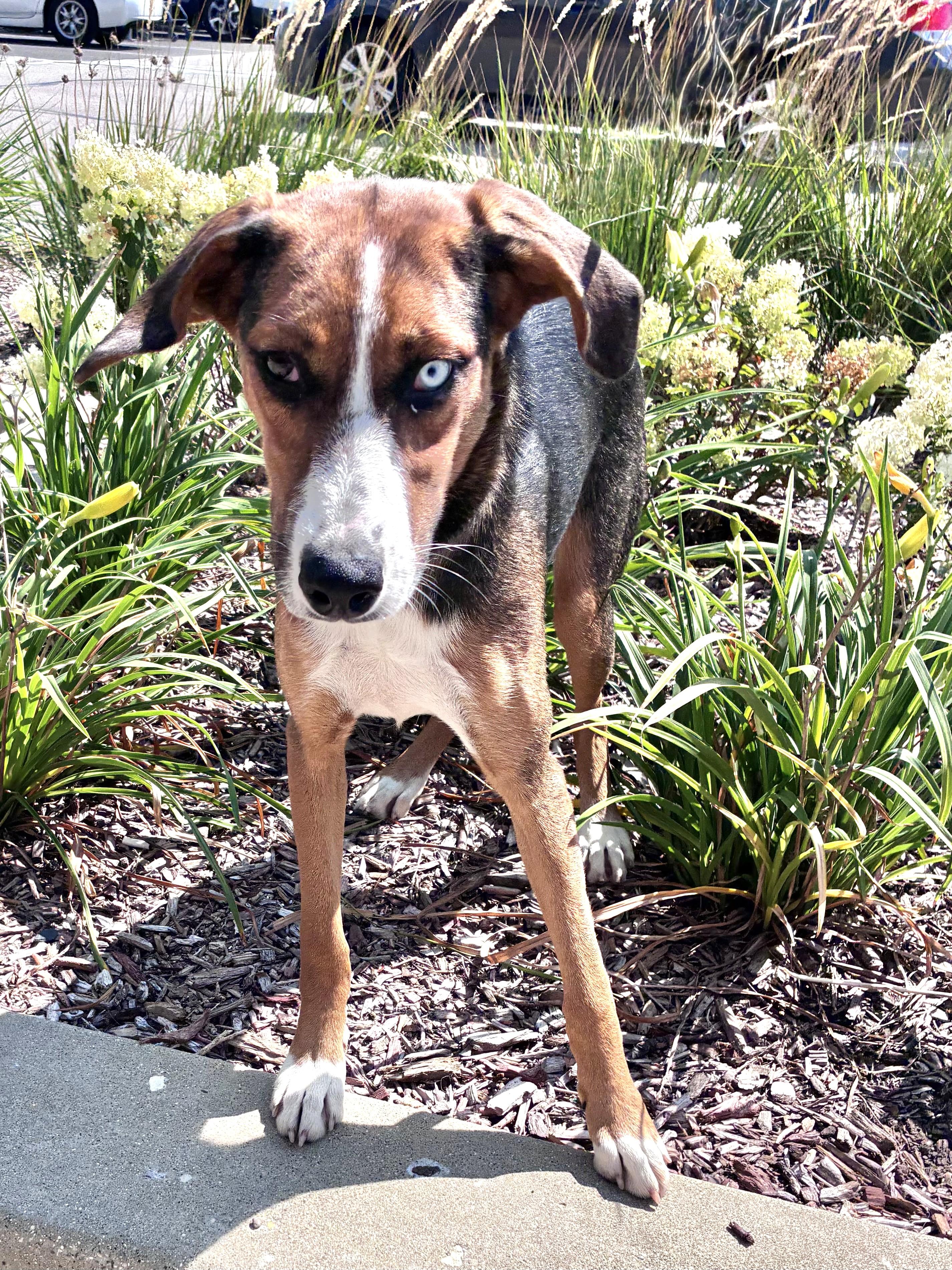 Enlarge Maglyn, a Adoptable mixed breed in West Chicago, IL image 3/3