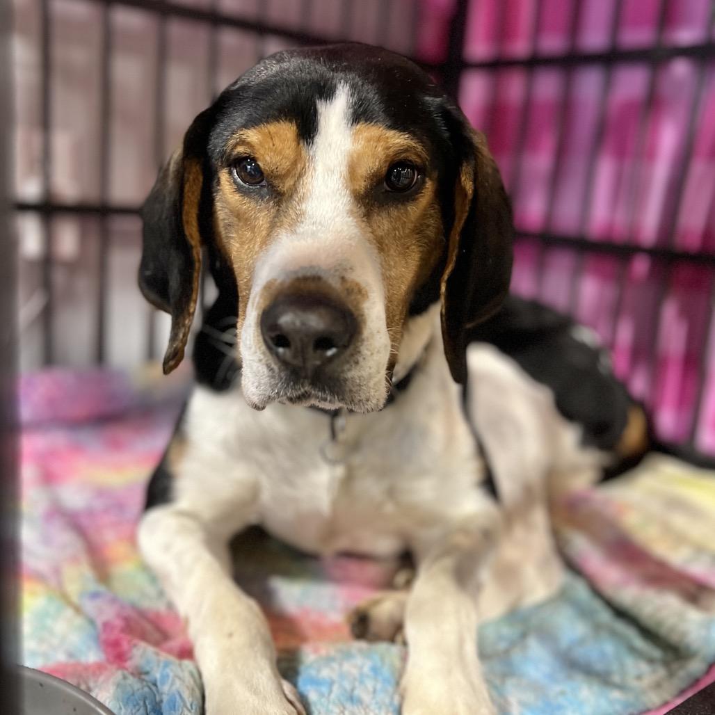 Enlarge Herschel, a Adoptable Hound in Salt Lake City, UT image 1/4