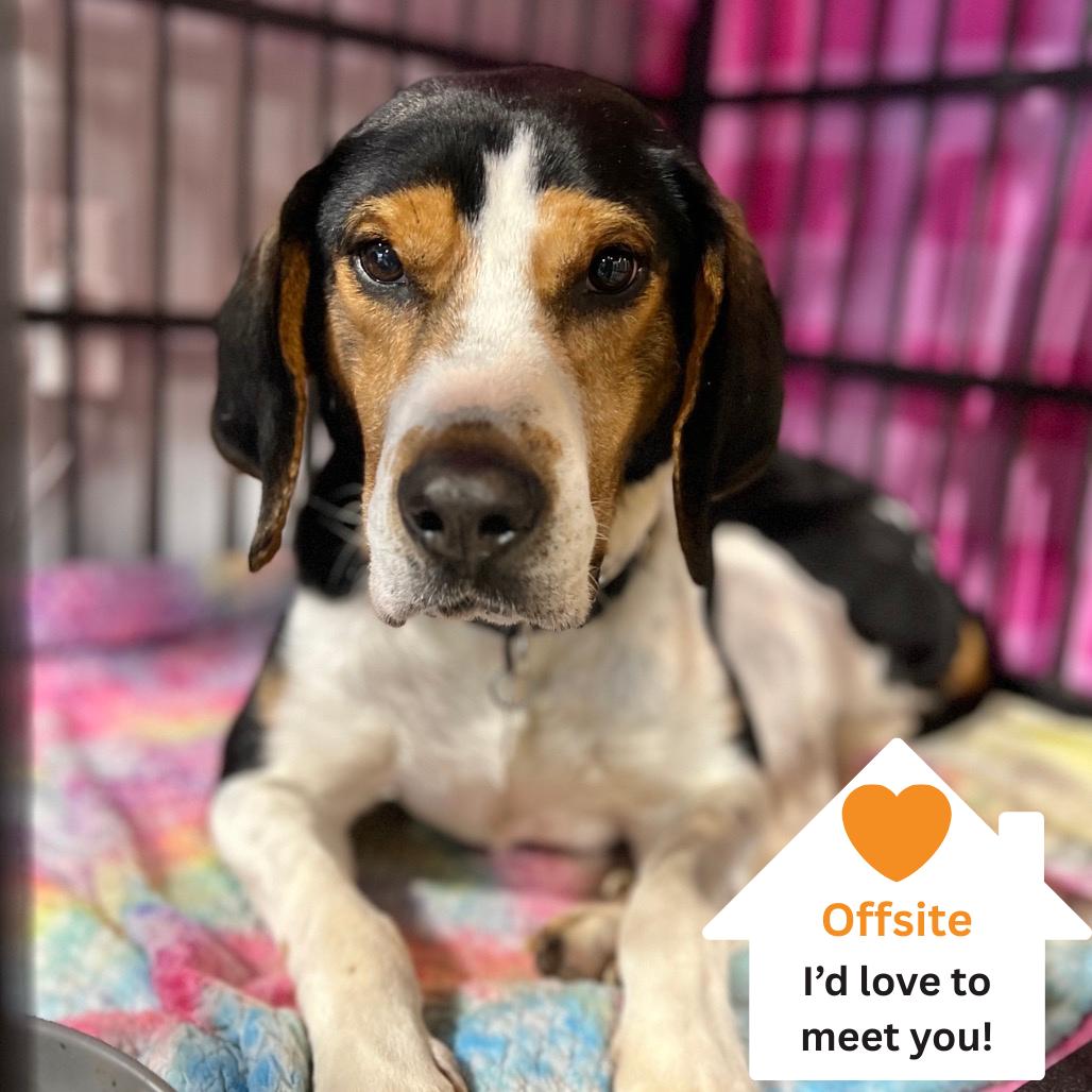 Enlarge Herschel, a Adoptable Hound in Salt Lake City, UT image 2/4