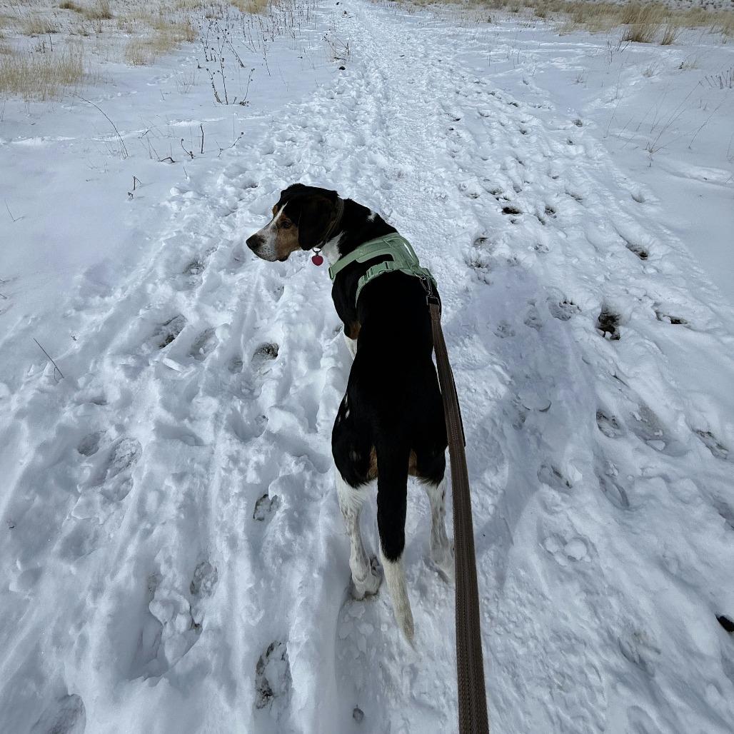 Enlarge Herschel, a Adoptable Hound in Salt Lake City, UT image 3/4