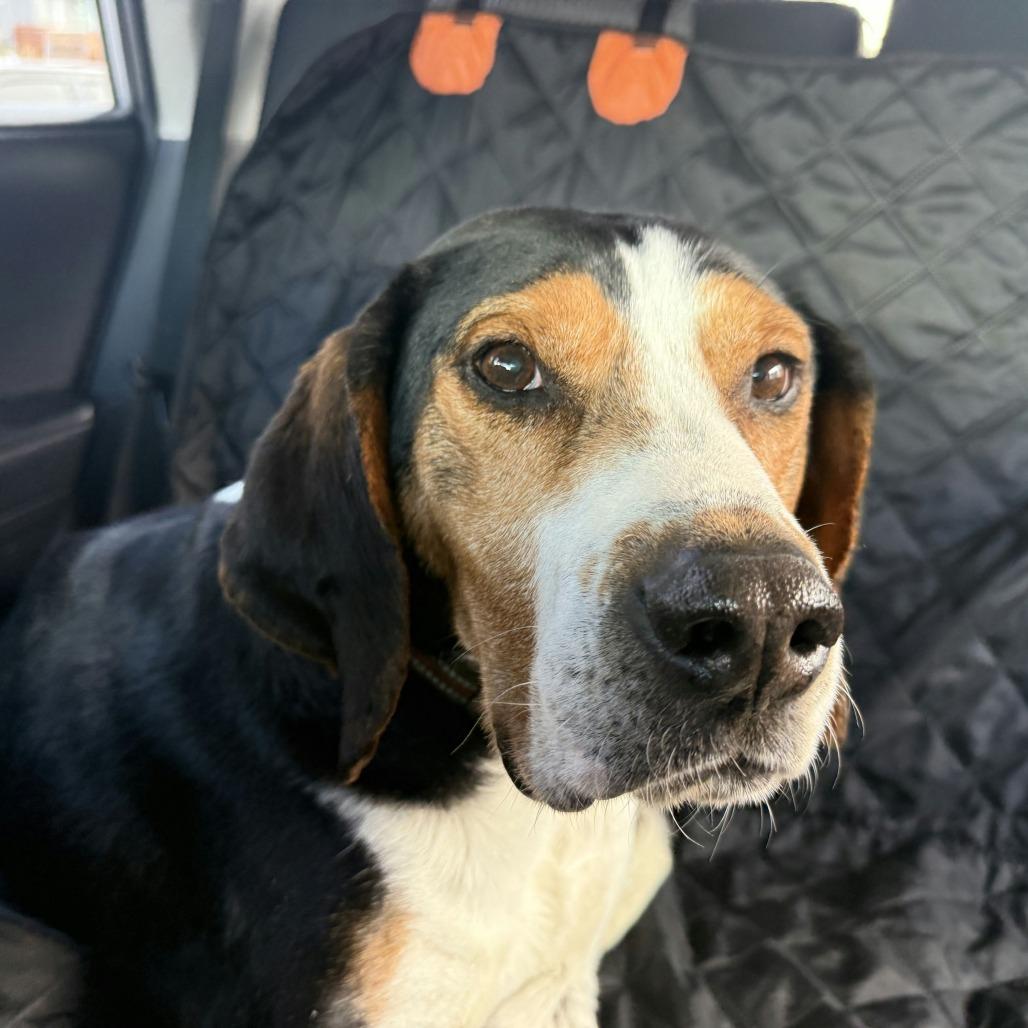 Enlarge Herschel, a Adoptable Hound in Salt Lake City, UT image 4/4