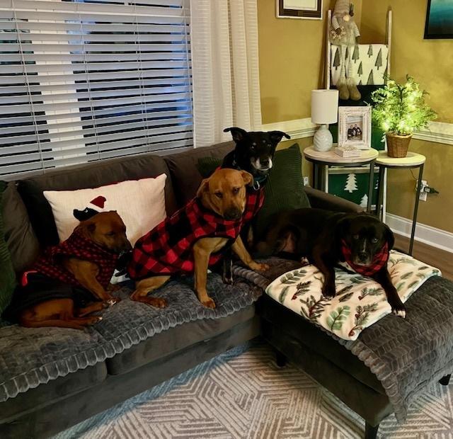 Enlarge Bugs, a Adoptable mixed breed in Willingboro, NJ image 1/6