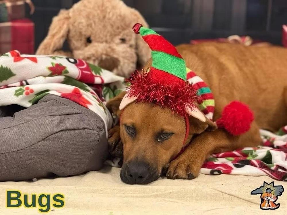 Enlarge Bugs, a Adoptable mixed breed in Willingboro, NJ image 2/6