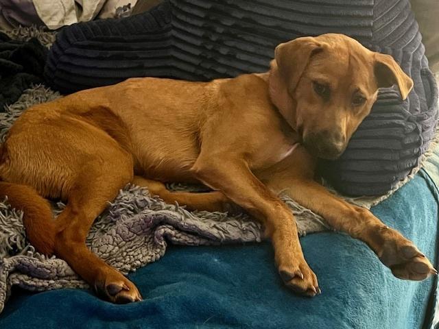 Enlarge Bugs, a Adoptable mixed breed in Willingboro, NJ image 3/6