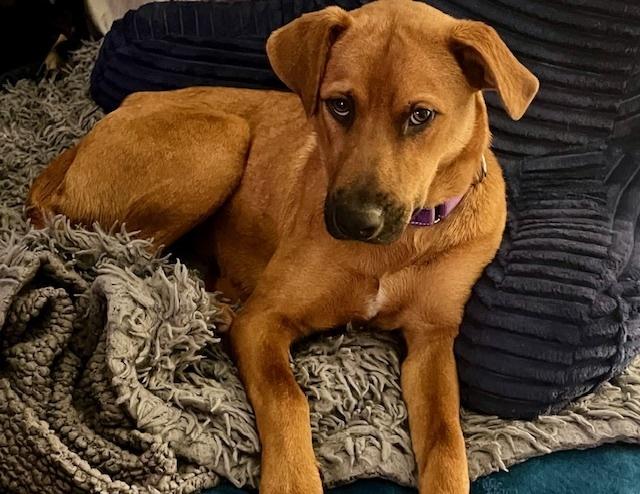 Enlarge Bugs, a Adoptable mixed breed in Willingboro, NJ image 4/6