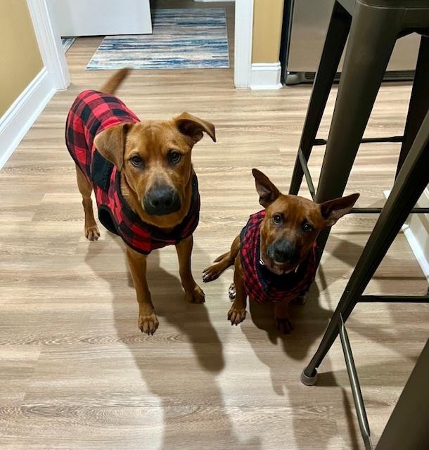 Enlarge Bugs, a Adoptable mixed breed in Willingboro, NJ image 5/6