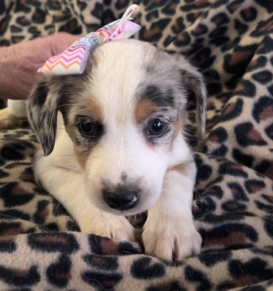 Enlarge Dancer, a Adoptable mixed breed in Mocksville, NC image 1/4