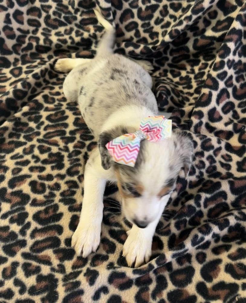 Enlarge Dancer, a Adoptable mixed breed in Mocksville, NC image 2/4