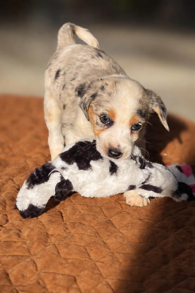 Enlarge Dancer, a Adoptable mixed breed in Mocksville, NC image 3/4