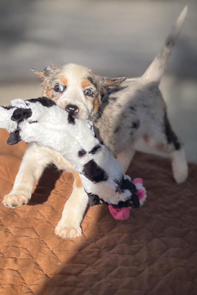 Enlarge Dancer, a Adoptable mixed breed in Mocksville, NC image 4/4