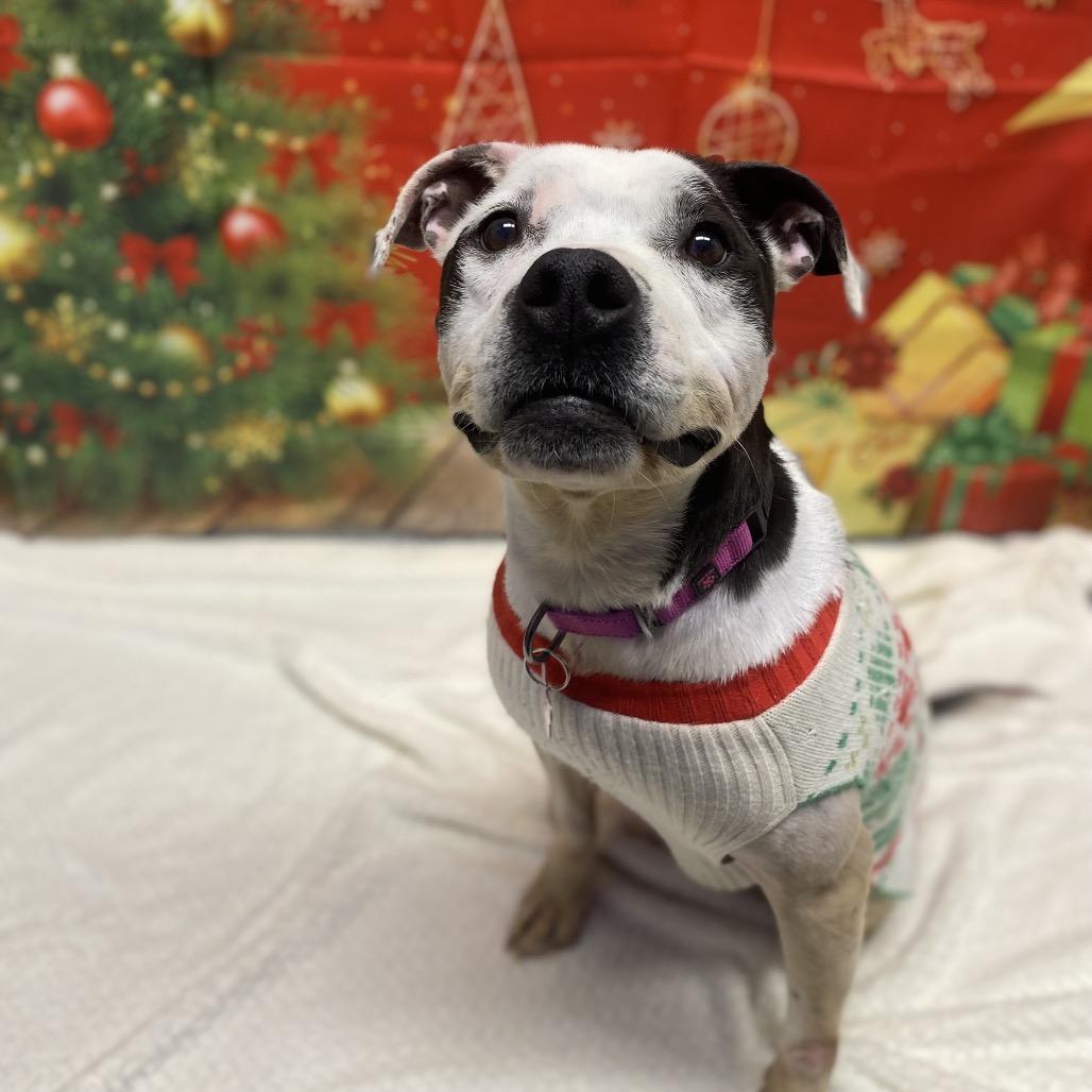 Medusa, Adoptable, Adult Female Mixed Breed.