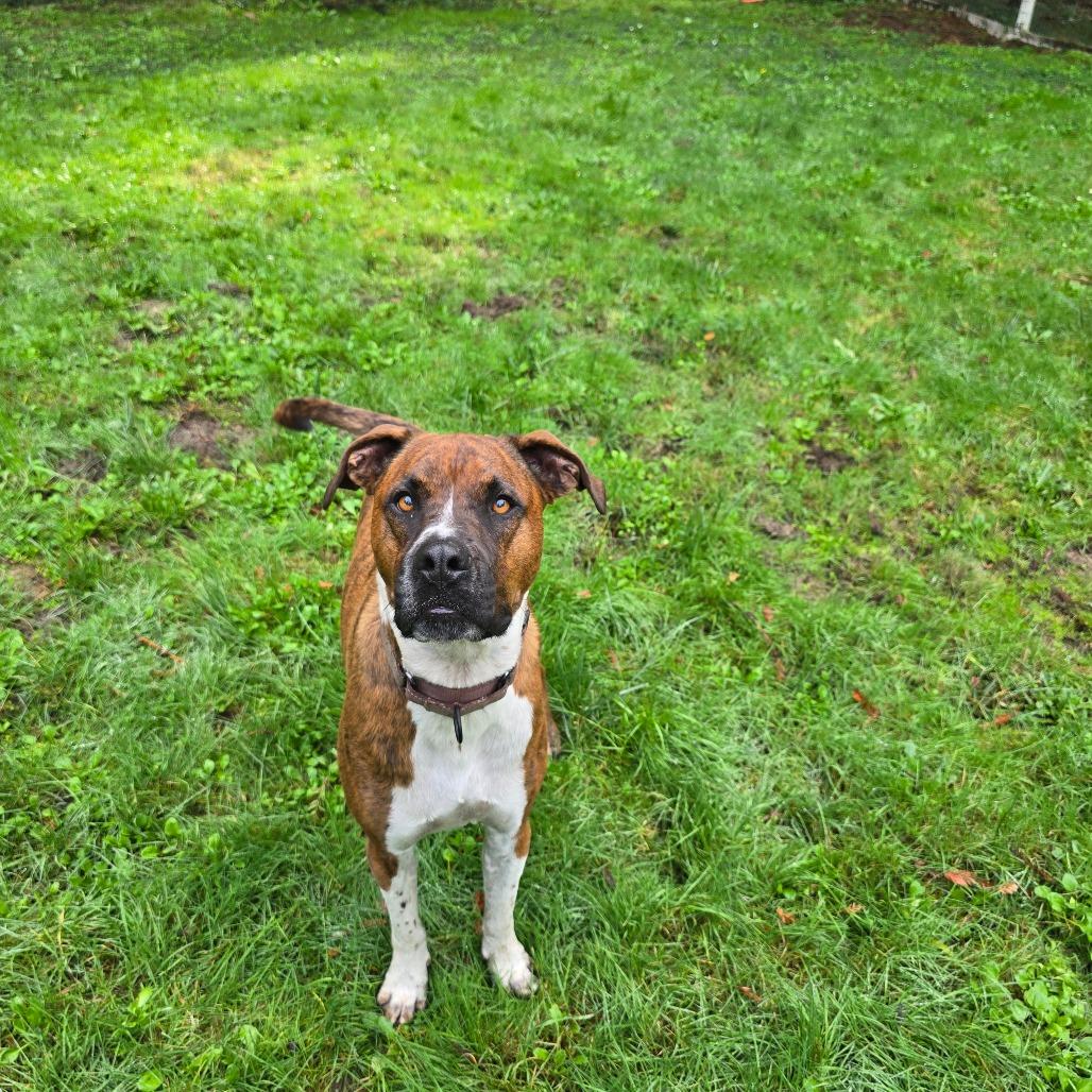 Sherwood, a Adoptable mixed breed in Canton, IL image 1/4