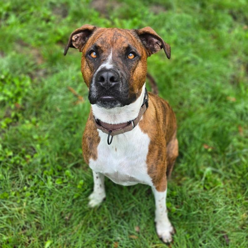 Sherwood, a Adoptable mixed breed in Canton, IL image 2/4