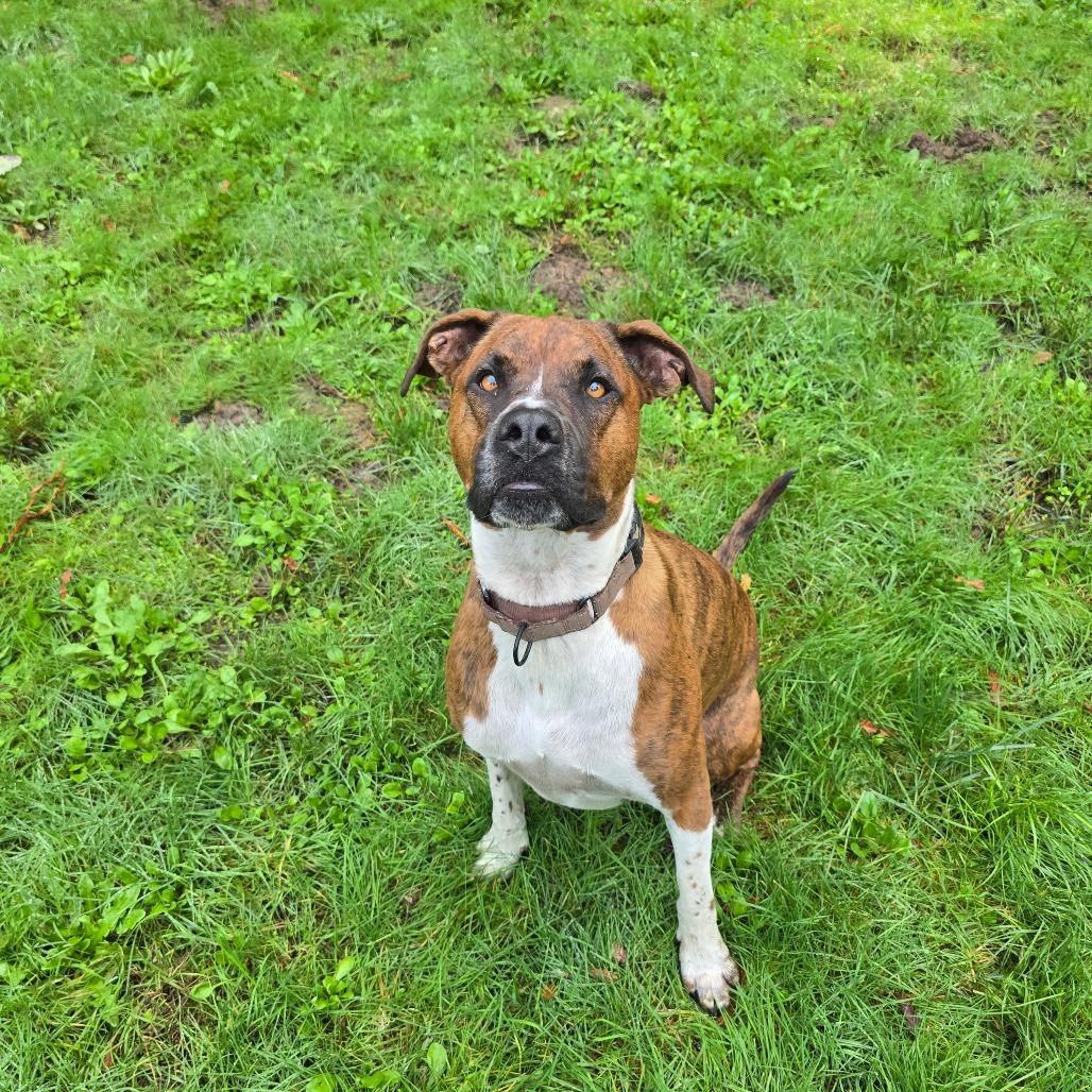 Sherwood, a Adoptable mixed breed in Canton, IL image 3/4