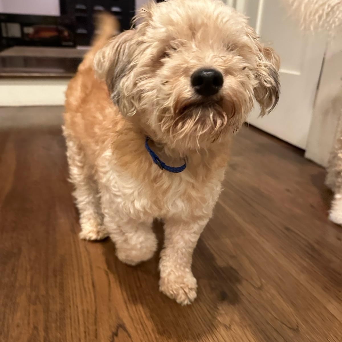 Jack, Adoptable, Adult Male Poodle.