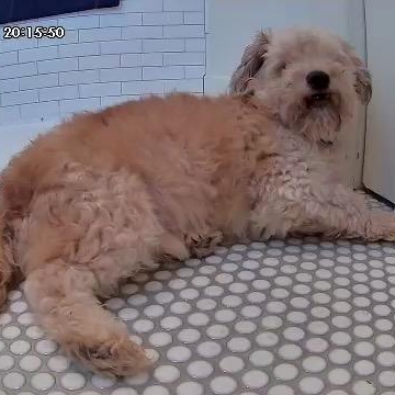 Enlarge Jack, a Adoptable mixed breed in Los Angeles, CA image 3/6