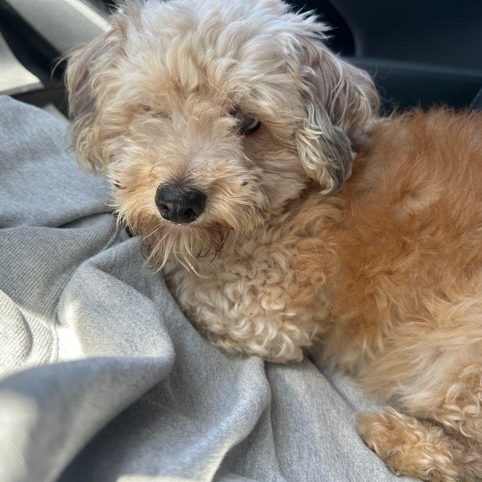 Enlarge Jack, a Adoptable mixed breed in Los Angeles, CA image 2/6