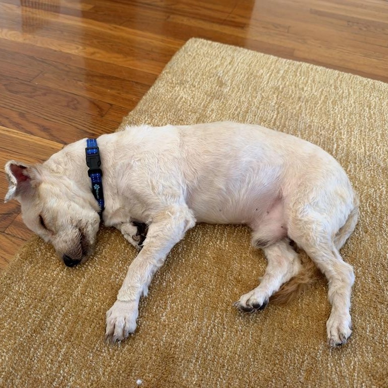 Enlarge Jack, a Adoptable mixed breed in Los Angeles, CA image 6/6