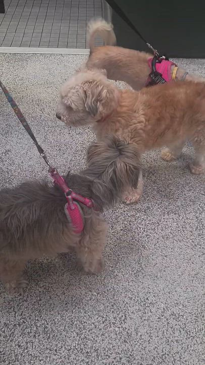 Enlarge Jack, a Adoptable mixed breed in Los Angeles, CA video 4/6