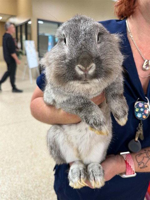 Enlarge PEPPER, a Adoptable Bunny Rabbit in Clyde, NC image 1/1