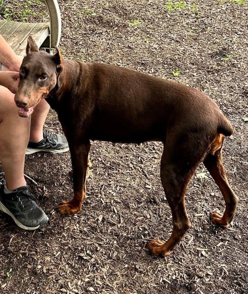 Norma, a Adoptable Doberman Pinscher in Barrington, IL image 2/3