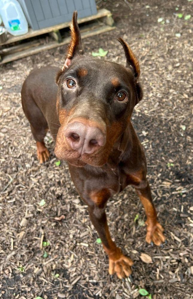 Norma, a Adoptable Doberman Pinscher in Barrington, IL image 1/3