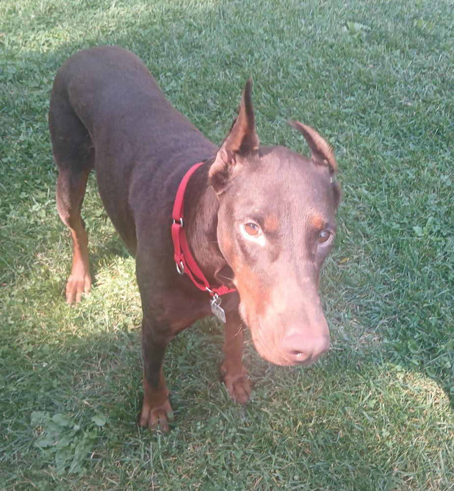 Norma, a Adoptable Doberman Pinscher in Barrington, IL image 3/3