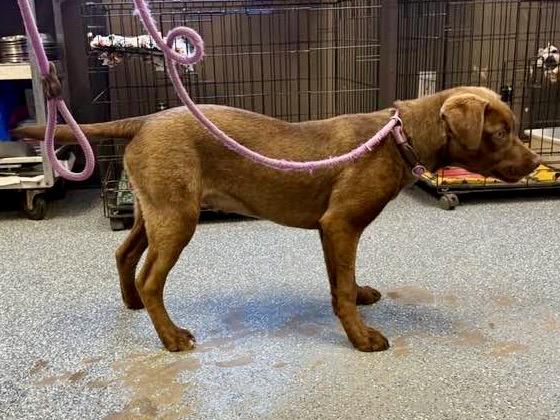 LINDT, an adopted Mixed Breed in Brazil, IN image 2/4