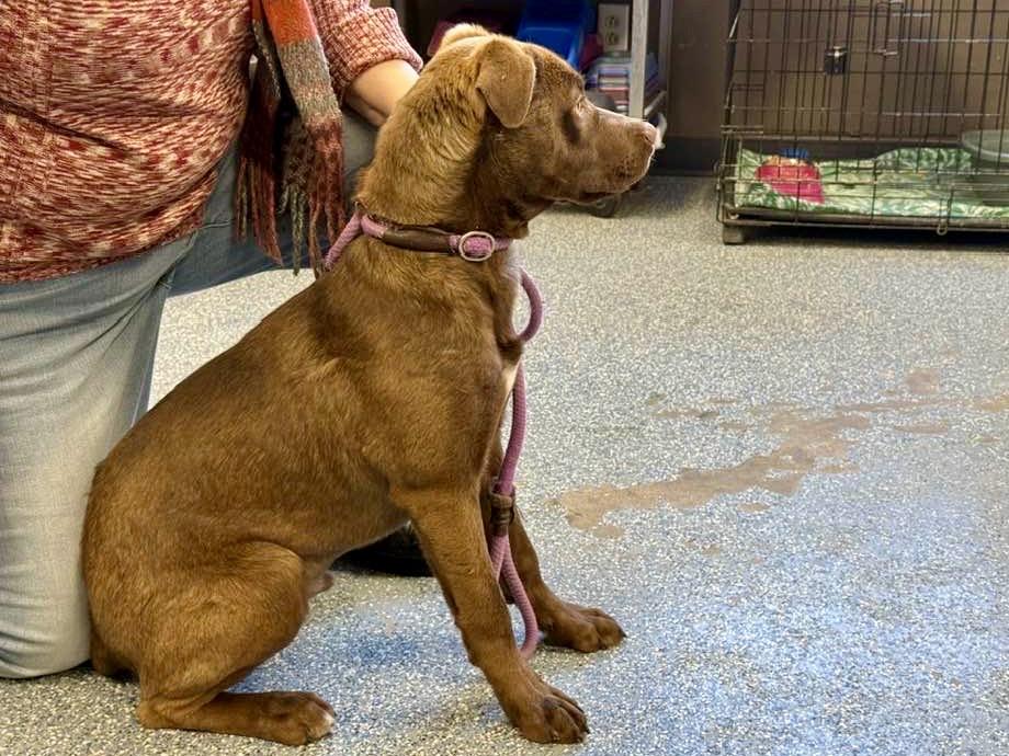 LINDT, an adopted Mixed Breed in Brazil, IN image 4/4