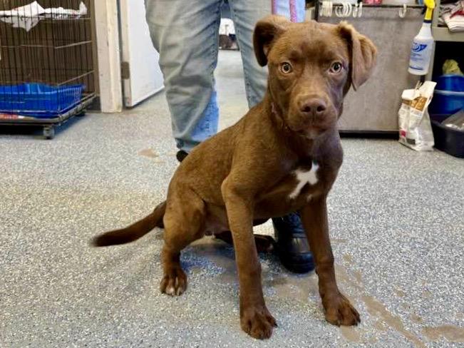 LINDT, an adopted Mixed Breed in Brazil, IN image 3/4