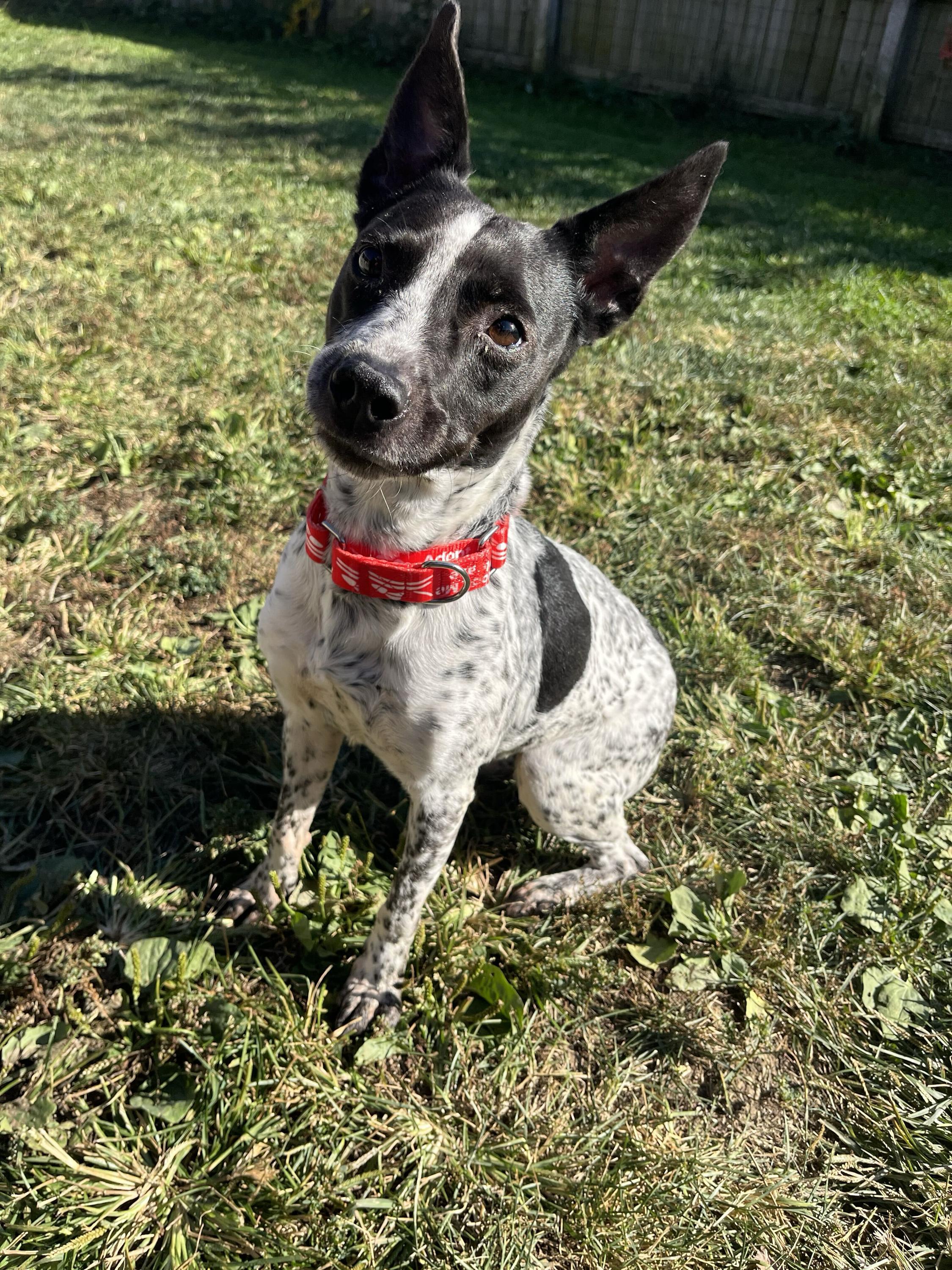 Enlarge Marble, a Adoptable mixed breed in Monroe, OH image 1/2