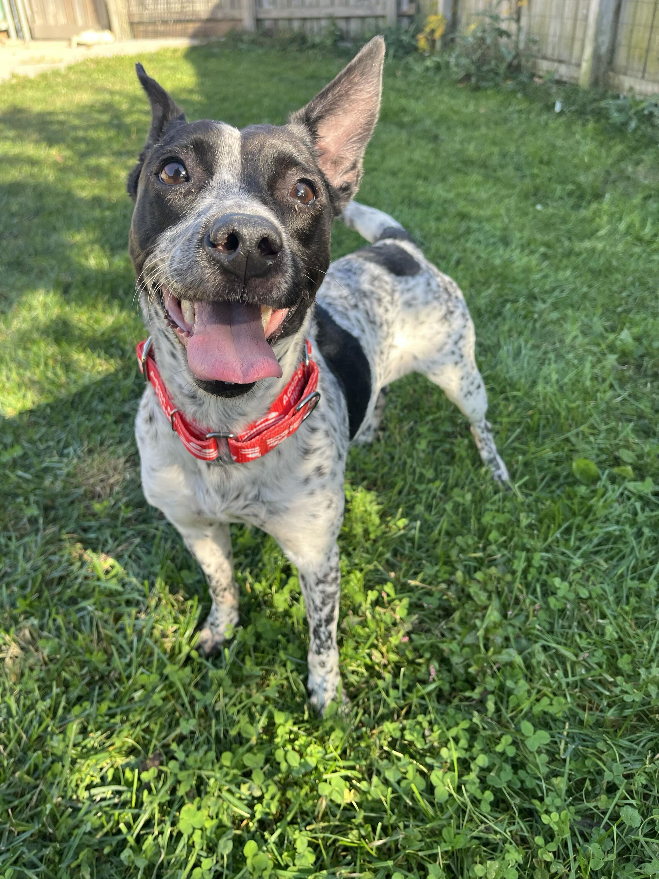Enlarge Marble, a Adoptable mixed breed in Monroe, OH image 2/2