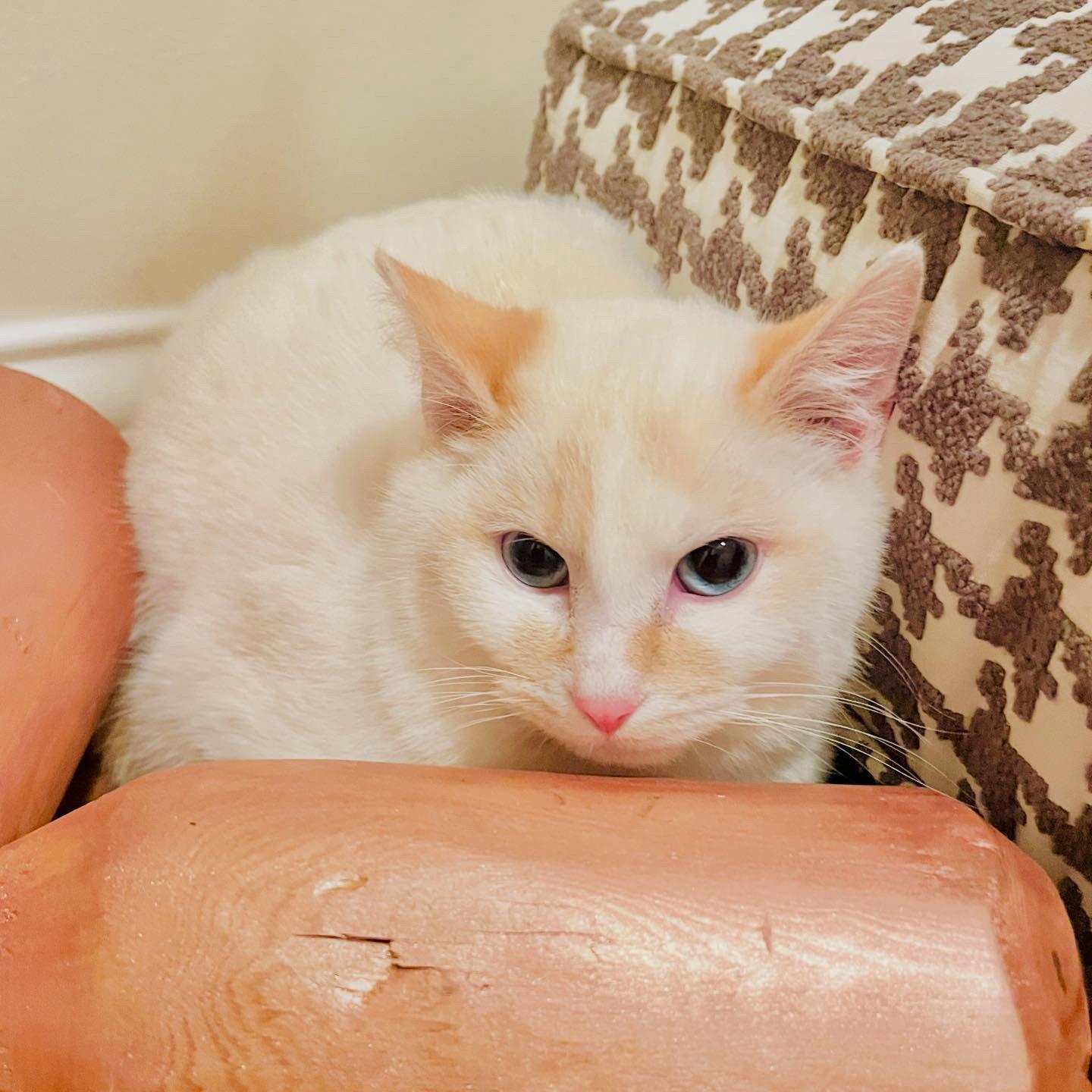 Toast, Adopted, Young Male Siamese & Domestic Short Hair.