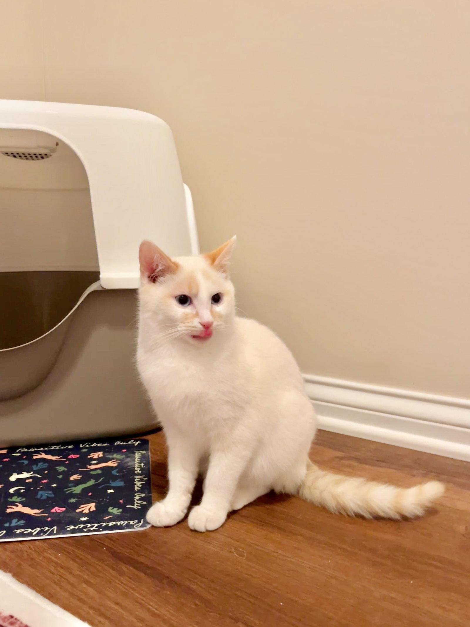 Enlarge Toast, a Adopted mixed breed in Georgetown, KY image 2/3